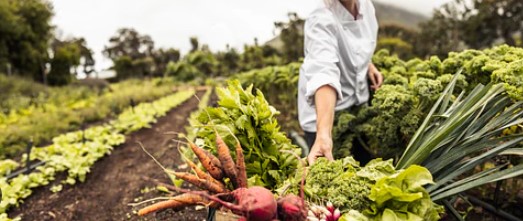 farmer-delivers-fresh-vegatables | V2C Bazaar Private Limited Trusted Rural Producers Sohna Road Gurgaon