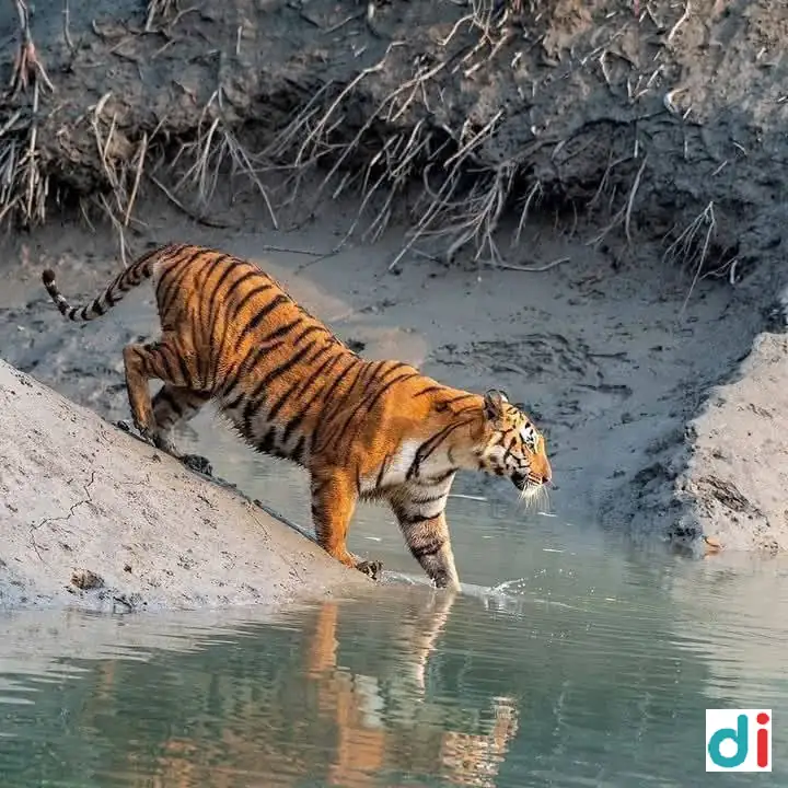 cheap-sundarbans-tour-from-basanti |Jayjit Tour And Travels